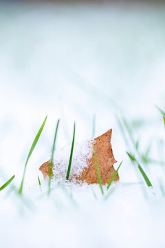 Dry brown leaf covered with fresh white snow on green grass