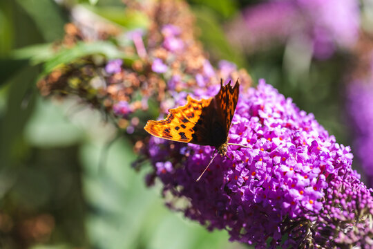 Comma butterfly feeding on purple buddleia flower in summer garden