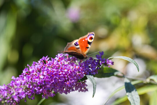 European Peacock butterfly feeding on purple butterfly bush flower outdoors