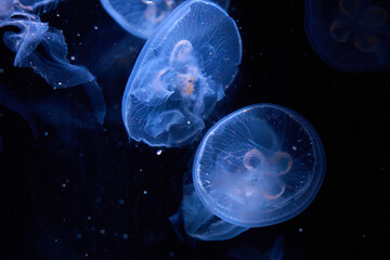 Moon jellyfish (Aurelia aurita) floating underwater in blue light © T.Dz