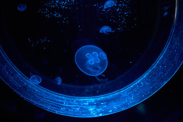 Moon jellyfish (Aurelia aurita) floating underwater in blue light © T.Dz