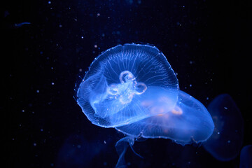 Moon jellyfish (Aurelia aurita) floating underwater in blue light © T.Dz