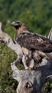 An imperial eagle walks toward the camera, then climbs onto a log, revealing a dramatic close-up of its head