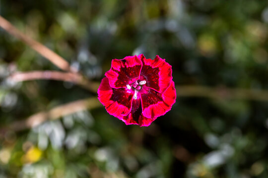 Vibrant red and pink dianthus flower macro shot