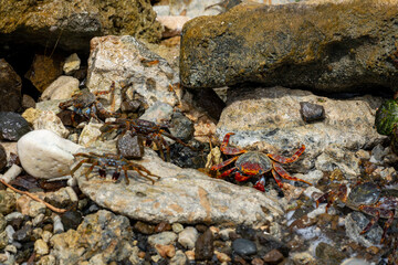 Carcinus maenas crabs moving among coastal rocks in their natural habitat © Maximiliano