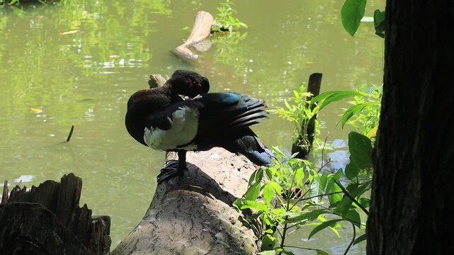 A wild Muscovy duck with iridescent dark feathers and signature red caruncles stands perched on a fallen log above a serene tropical pond.