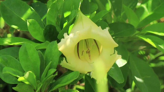 A close-up shot of a vibrant, large yellow chalice vine flower (Solandra grandiflora or Solandra maxima) blooming amidst dense green foliage in the tropical climate