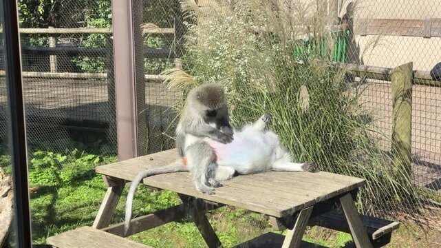 Two Monkeys Grooming and Interacting on Wooden Platform at Zoo