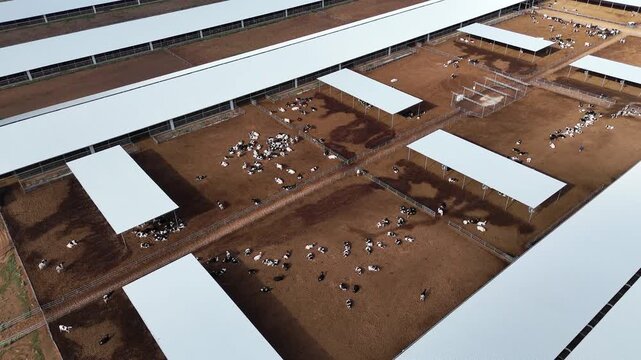Aerial view of large scale standardized dairy cattle farm