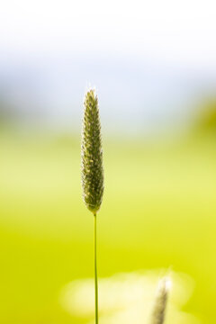 Close-up of single green grass stem against bright blurred background