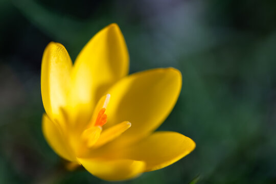 Close-up of vibrant yellow crocus flower blooming in spring