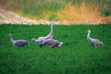 Fototapeta premium Four Sandhill Cranes Foraging in a Lush Green Field with Red Crowns Showing