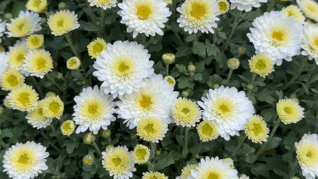 Dense background of white chrysanthemum flowers with yellow centers and small buds grows thickly in an garden. Seasonal autumn botanical floral texture, beautiful perennial blossom bouquet backdrop.