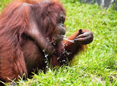 Funny Bornean orangutan Pongo pygmaeus drinking water from hand and spitting water with splashes, sitting in green grass field, intelligent primate behavior
