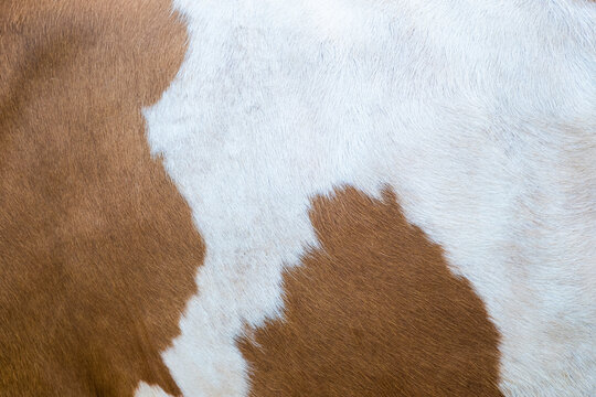 Brown and white cow fur pattern, full frame texture close-up