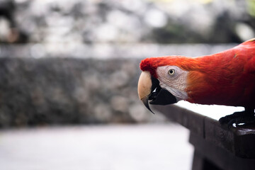 Scarlet macaw head close-up perched on a wooden rail, side view © janvaneyck