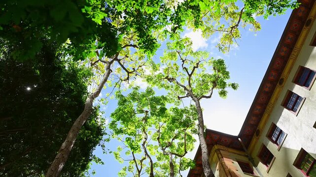 ハワイの青空と木漏れ日、伝統的な装飾が施された建物を下から見上げた風景（ホノルル）