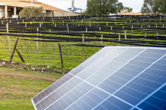 Solar panels generating clean energy for sustainable vineyard agriculture, embracing eco friendly practices and renewable power in the countryside setting