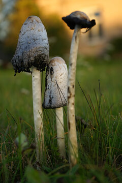 mushroom in the grass