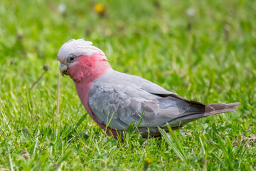 Galah foraging on green grass © Merrillie