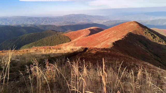 Spectacular red blueberry slopes and alpine meadows of Carpathians, Borzhava ridges glowing in autumn colors, breathtaking panoramic mountain landscape of seasonal wilderness beauty