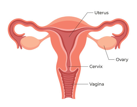 Female reproductive system anatomy illustration showing uterus ovaries cervix fallopian tubes and vagina