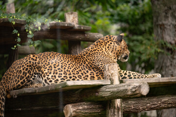Leopard spotted leopard. Leopard or panther relax in zoo park. Spotted leopard wild animal, wildlife. Cougar animal with fur spot, jaguar © be free