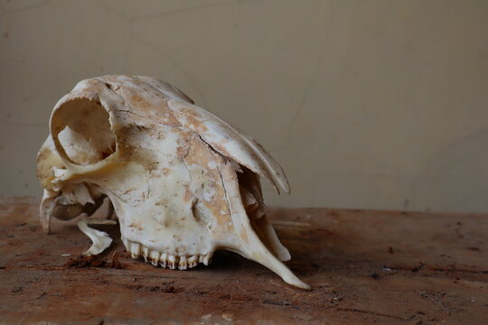 Side profile of weathered animal skull resting on rustic wooden table against plain wall. Moody studio shot showing detailed bone structure. Ideal for biology, gothic, history, or science concepts.
