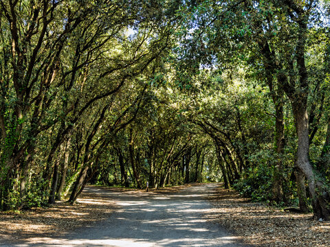 Le Croisic, France, Europe - August 12, 2026: Public park, Parc de Penn-Avel. A sandy gravel alley splits into two and is completely shaded by trees full of green foliage