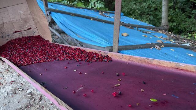 Lingonberries sorted from leaves and grasses by rolling across tray, autumn harvest process in Carpathians, traditional rustic berry cleaning method highlighting countryside lifestyle