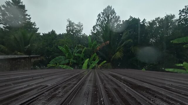 Raindrops Falling on Wet Corrugated Metal Roof with Tropical Trees Background
