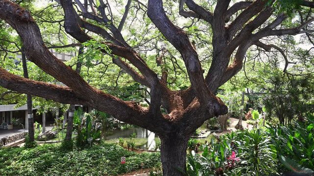 緑豊かなホノルル空港の庭園と枝を大きく広げる南国の巨木（ダニエル・K・イノウエ国際空港）