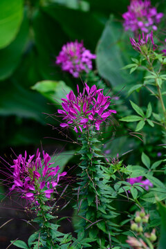Close up of blooming purple cleome spinosa spider flowers on tall green stalks with leaves on a blurred natural background.
