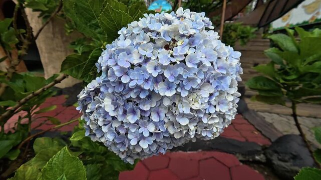 Blue Hydrangea Flower Blooming and Swaying Gently in the Garden Breeze
