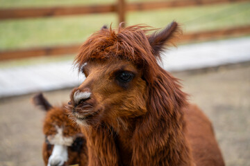 Fototapeta premium A brown alpaca with a shaggy coat fills the foreground, while a second alpaca is partly visible behind it inside a fenced outdoor enclosure.