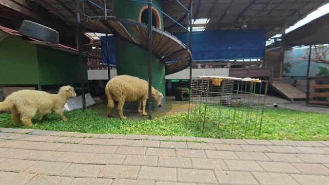 Slow motion shot of fluffy sheep and lambs walking around a green grass patch in a farm enclosure
