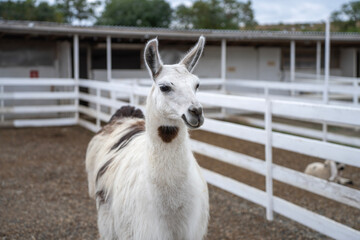 A white llama with dark markings stands in a fenced dirt enclosure at a farm, with another llama partly visible behind the white railings. © Marina