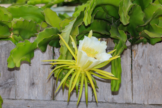 View or a Honey Bee Pollinating a Blooming Dragon Fruit Cactus Flower.