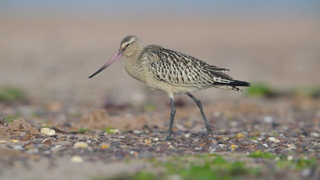 Black-tailed Godwit, Limosa limosa, bird on sand, Devon, England, United Kingdom