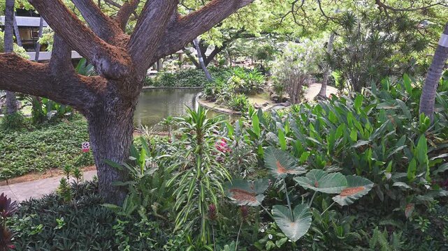 緑豊かなホノルル空港の庭園と枝を大きく広げる南国の巨木（ダニエル・K・イノウエ国際空港）