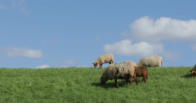 Sheep and lambs grazing on the Elbe dyke near Bleckede, Lower Saxony, Germany