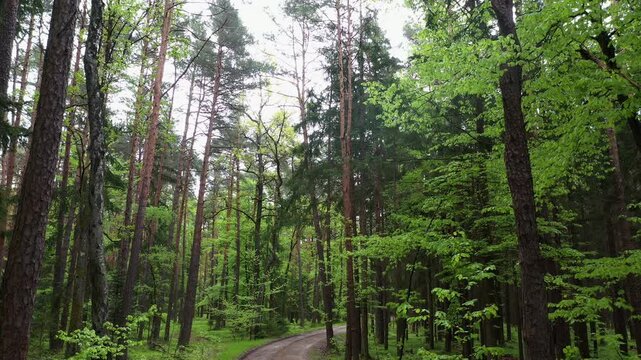Drone flight along a forest road in a mixed forest, path, trees, deciduous trees, forestry, summer, Eastern Styrian hills, Styria, Austria