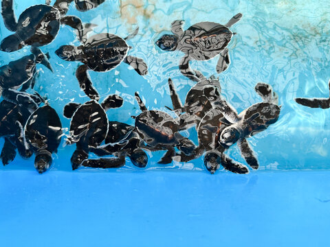 Young sea turtles may spend as long as a decade in the open ocean before returning to coastal waters to grow and mature