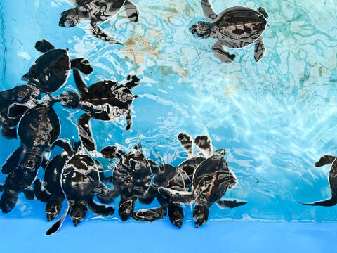 Young sea turtles may spend as long as a decade in the open ocean before returning to coastal waters to grow and mature