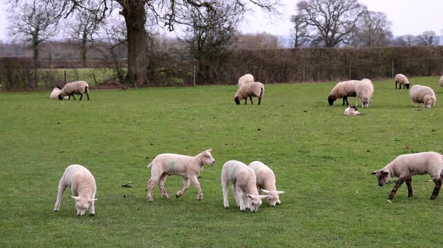 Sheep and lambs in a pasture, lamb limping, Moreton-in-Marsh, The Cotswolds, England, Great Britain