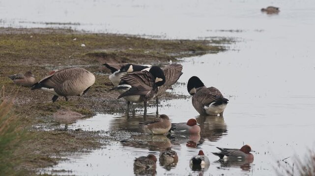 Canada Goose, Branta canadensis and Eurasian Wigeon, Mareca penelope, birds on winter Marshes, Devon, England, United Kingdom
