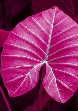 Single giant taro leaf in intense neon pink with luminous silver veins, showcasing a glossy surface and minimalist high-contrast design, 3d, glowing, glossy