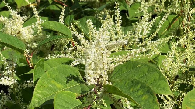 Flowering Japanese Knotweed (Fallopia Japonica), an invasive piece in a forest clearing in Ystad, Scania, Sweden, Scandinavia