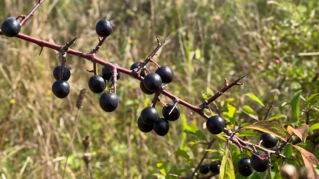 Blackthorn (Prunus spinosa), branch with fruit in Ystad, Sk&aring;ne County, Sweden, Scandinavia