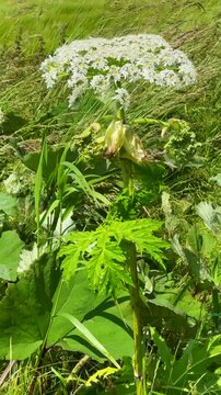Flowering Giant Hogweed, (Heracleum mantegazzianum) an invasive species that is difficult to eradicate, in Glemminge, Ystad Municipality, Sk&aring;ne County, Sweden, Scandinavia